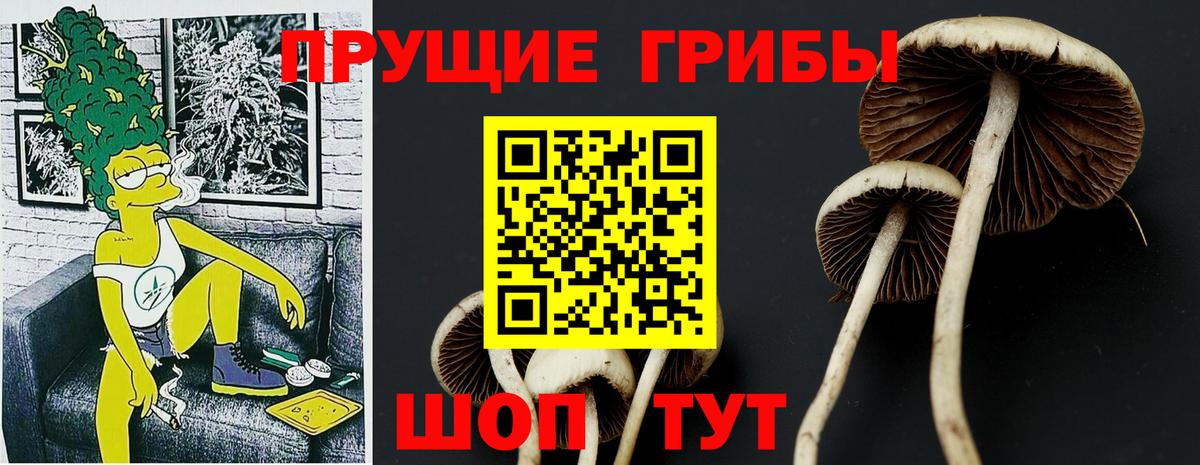 Галлюциногенные грибы Psilocybe Рыбинск